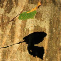 /album/macro/frida-dumont-img-4728-jpg/